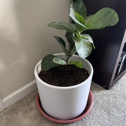 Fig Plant With Pot Included