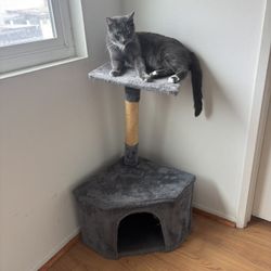 cat tree