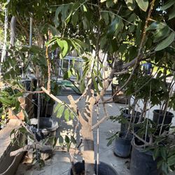 Longan Tree- Huge Trunk