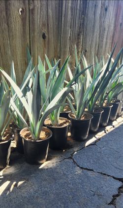 Agave Azul Tequilero