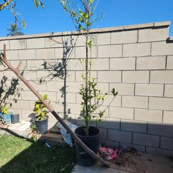 Lemon Tree/ Pomegranate Tree