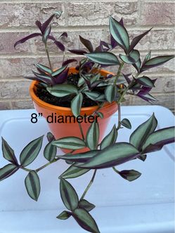 Tradescantia Zebrina Inch Plant