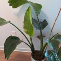 Bird of Paradise Plant