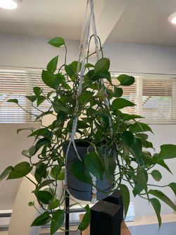Large Pothos with holder