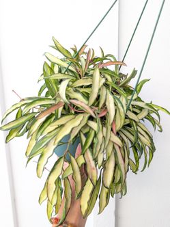 Hoya Wayetti Variegated Plant 6" Pot - Indoor House Plants