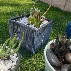 ****Sabrina's Succulents****  ****Beautiful Succulents *****Any Occassions