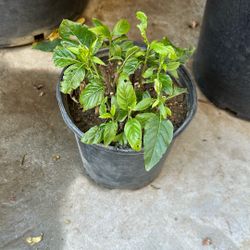 Planta De Chiles Rojos 