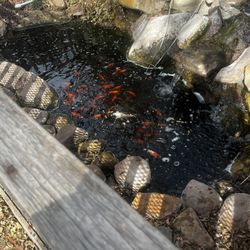 Goldfish And Koi