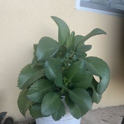 Large Mother Of Thousands