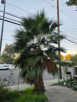 Young Palm Tree For Sale