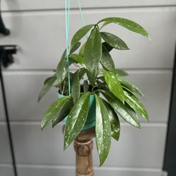 Hoya pubicalyx plant