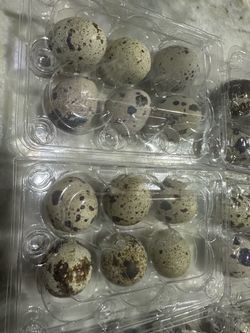 Huevos de codornizes- carton