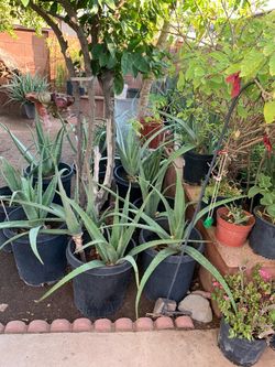 Step Inside Into Our Beautiful Garden