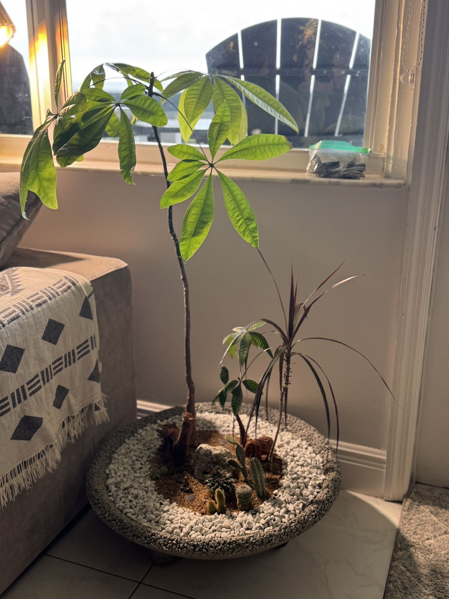 Money Tree Bonsai Cactus Rice bowl Pot Arrangements