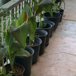 Many Plantas Plants Available All Different Prices