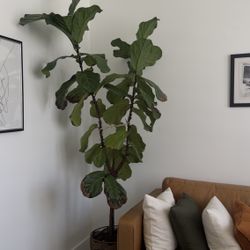 Fiddle Leaf Ficus Liriata 8ft 