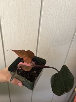 Pink Princess Philodendron