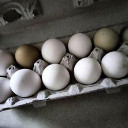  FARM FRESH CHICKEN EGGS 
