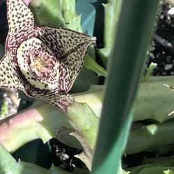 Stapelia 