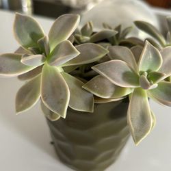 Small Real Succulent Plant In A Decorative Ceramic Pot