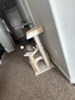 Cat tower and kitty