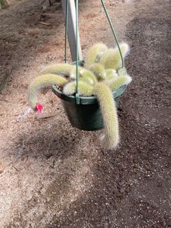 Monkey Tail Cactus