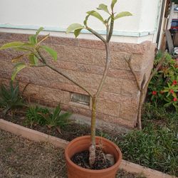 Planta