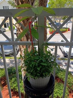 Plant With Variety With Pot