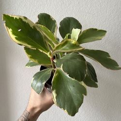 Variegated Peperomia 