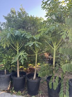 Papaya Fruit Tree