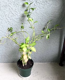 Variegated   Euphorbia   Tithymaloides  plant