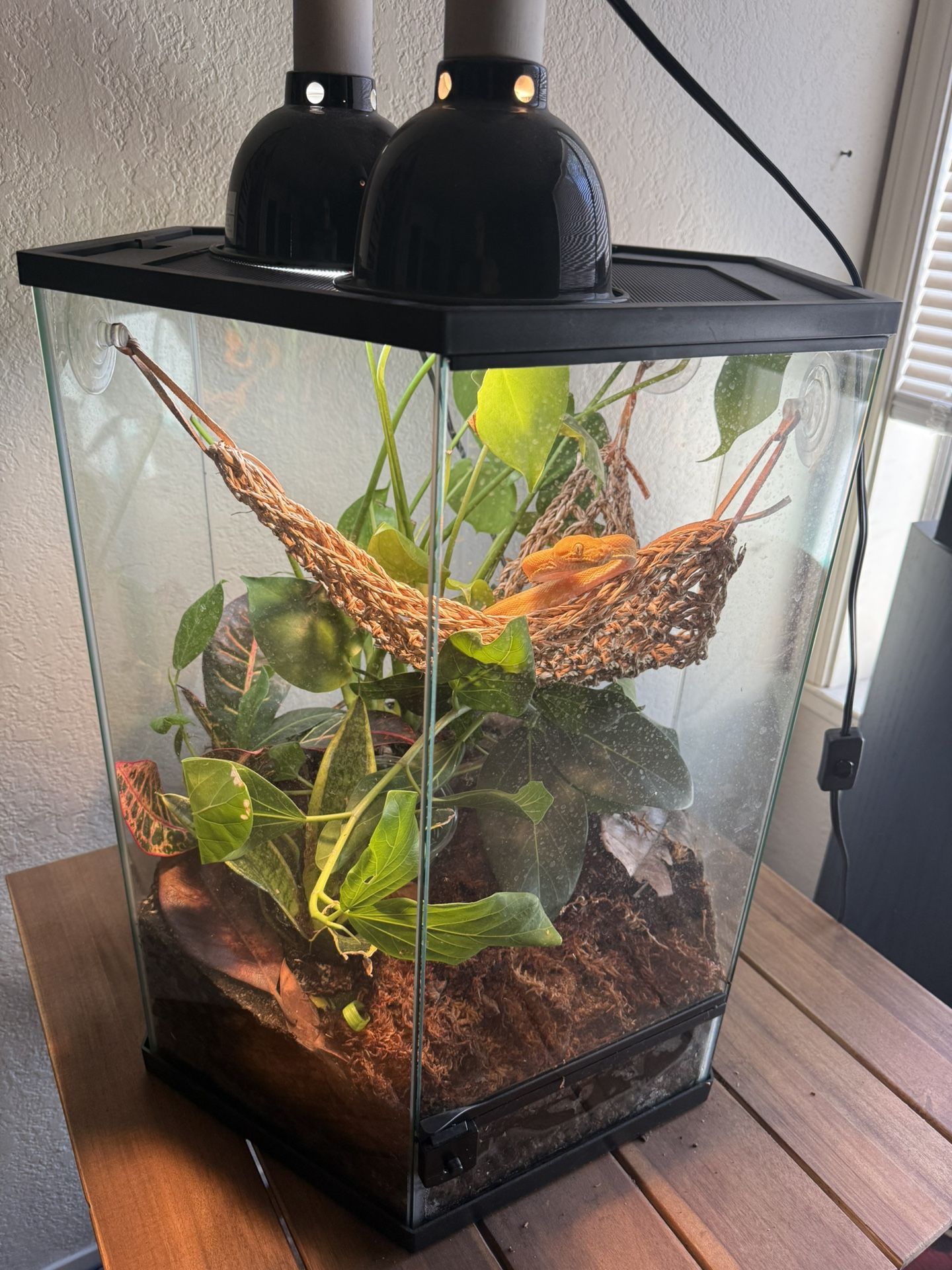 Bioactive Terrarium With Amazon Tree Boa. 