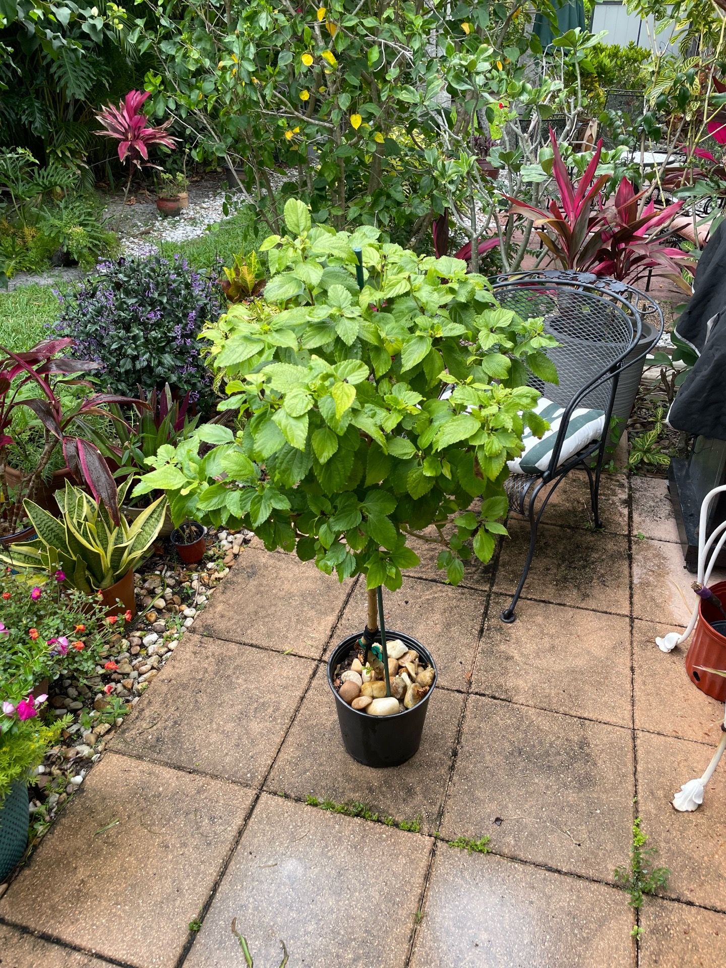 Lantana dwarf tree