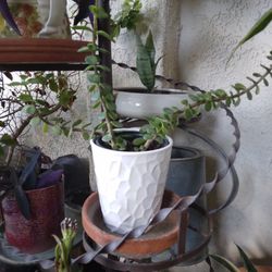 Jade Plant In Ceramic Pot