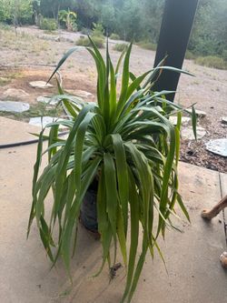 Dragon tree 5 gallon!