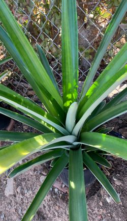 Pineapple plant