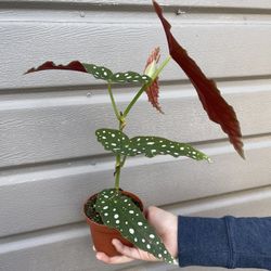 4” begonia polka dot