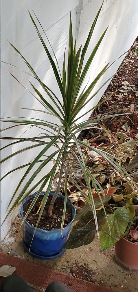 Dracena House Plant
