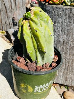 Myrtillocactus