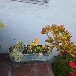 $25 Succulents Arrangement 