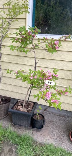 Potted flowering plant live Japanese jasmine