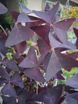 Purple Oxalis Triangularis Plant $20