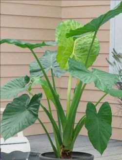 Elephant Ear Plants