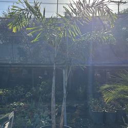 Foxtail Palm 