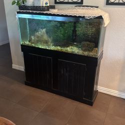 Fish Tank
