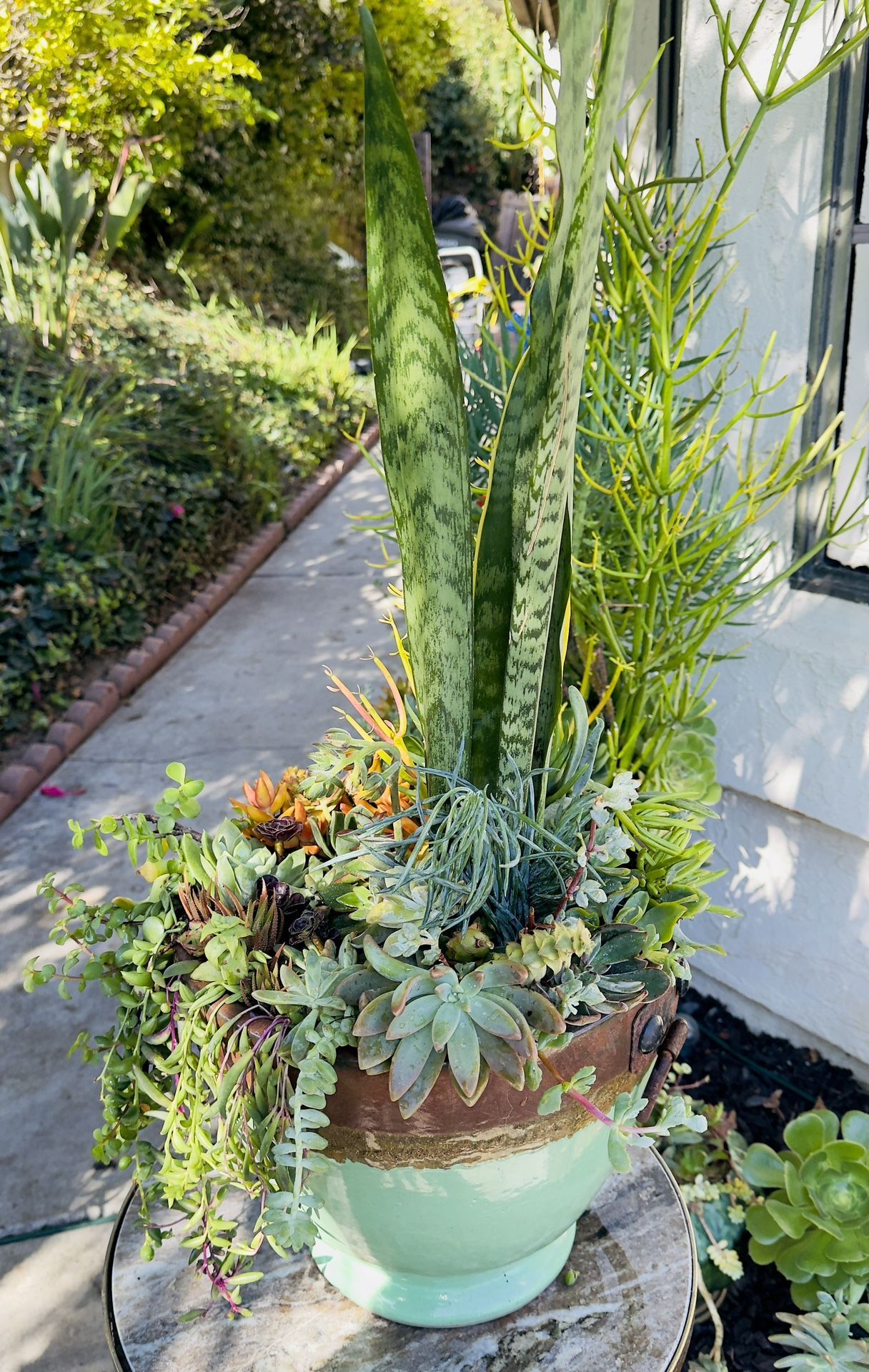 Succulent Garden to add some flare to your space