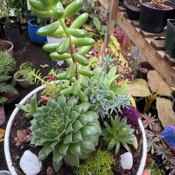 Gorgeous Succulent Potted Garden