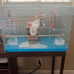 Birdcage With Toys