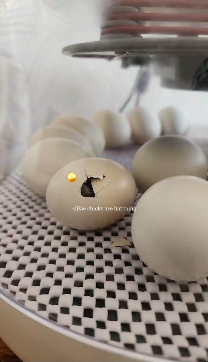 Silkie Eggs