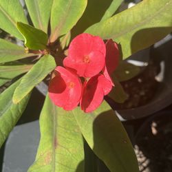 Plants different prices